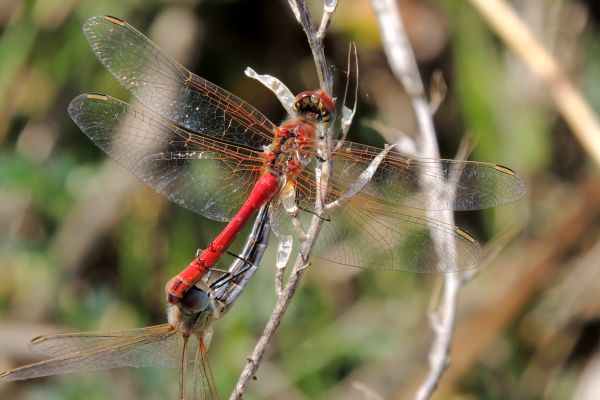 juan-carlos-palacios-mateo-sympetrum-meridionaleF5C130A6-6117-9F22-41EA-C03F23E24007.jpg